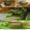 fav quercus larva1 volg